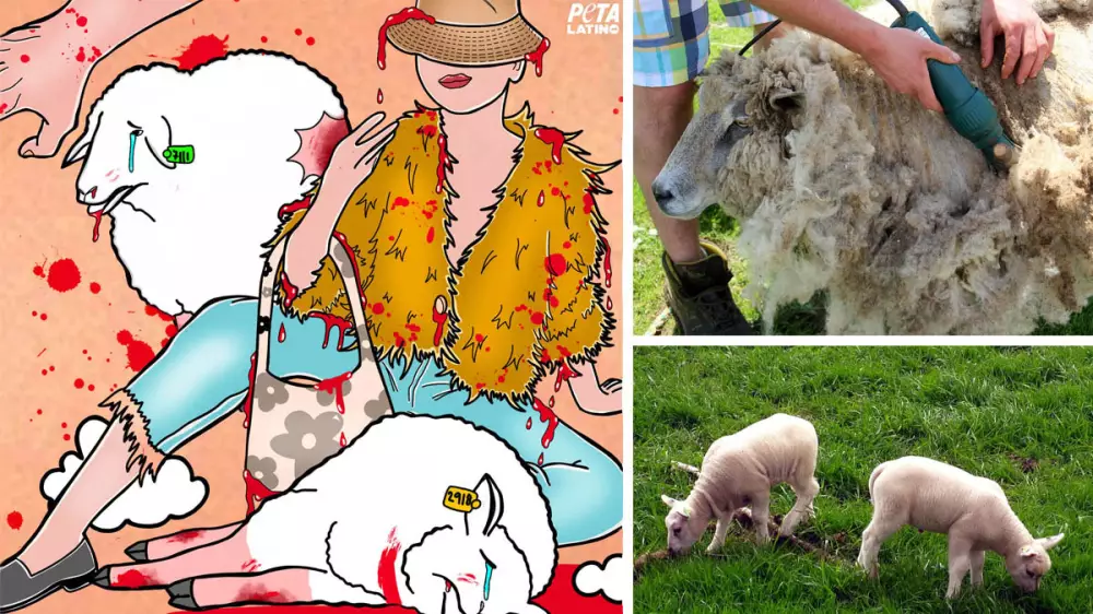 Animalistas que hacen el peor de los ridículos criticando el esquilado de ovejas