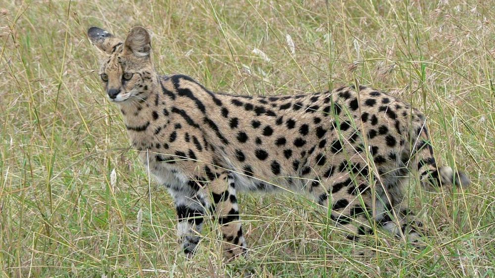 Un gato serval entra en una vivienda y ataca a dos mascotas