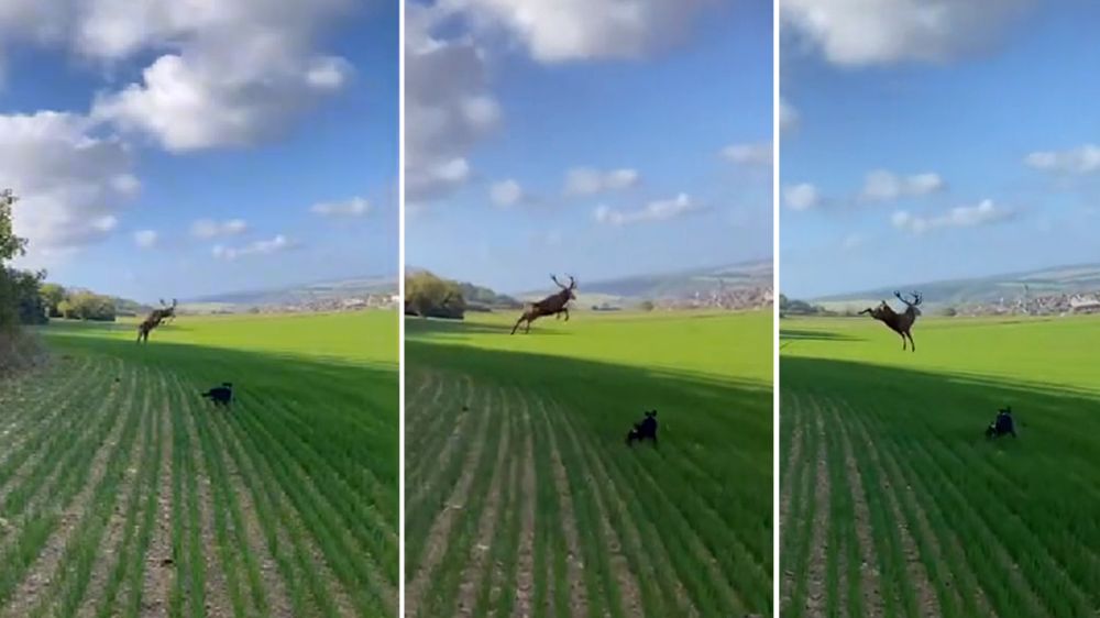 Un ciervo sorprende a un cazador y a su perro con un impresionante salto tras ser descubierto