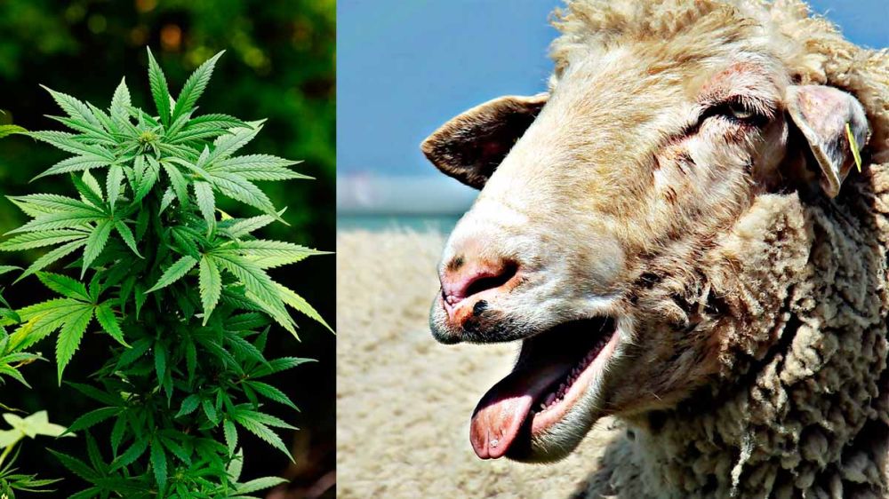 Un rebaño de ovejas hambrientas encuentra un campo de marihuana y devora cientos de kilos de esta planta