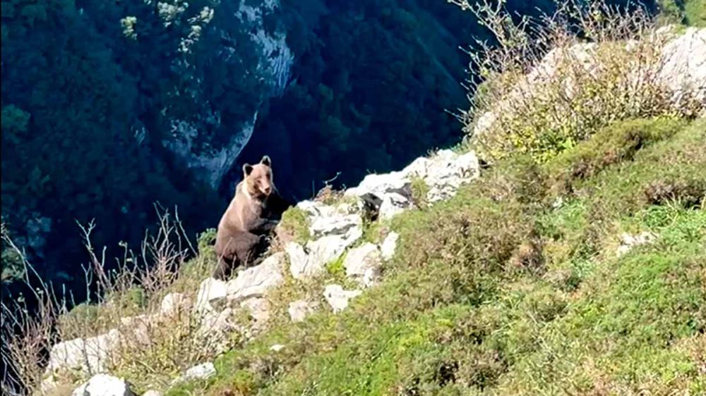 Graban a un oso cerca de una ruta de montaña muy transitada en Asturias