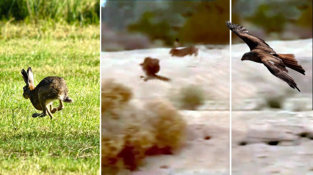 La agilidad de esta liebre le salva la vida al saltar para esquivar el ataque del águila