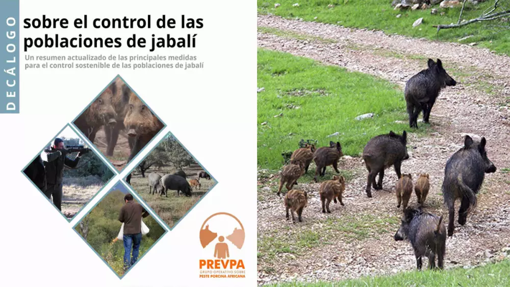 Así se deben controlar las poblaciones de jabalí