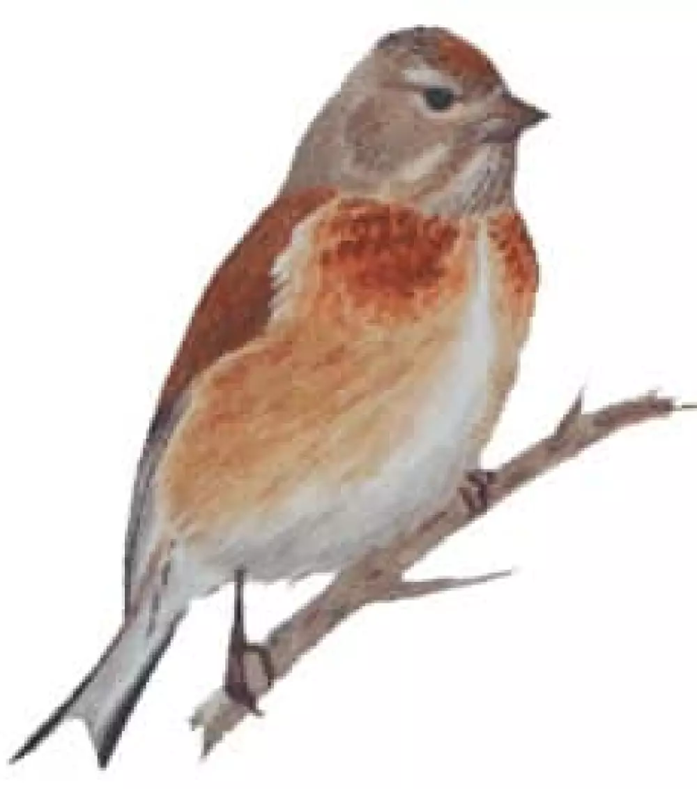 Pardillo Común