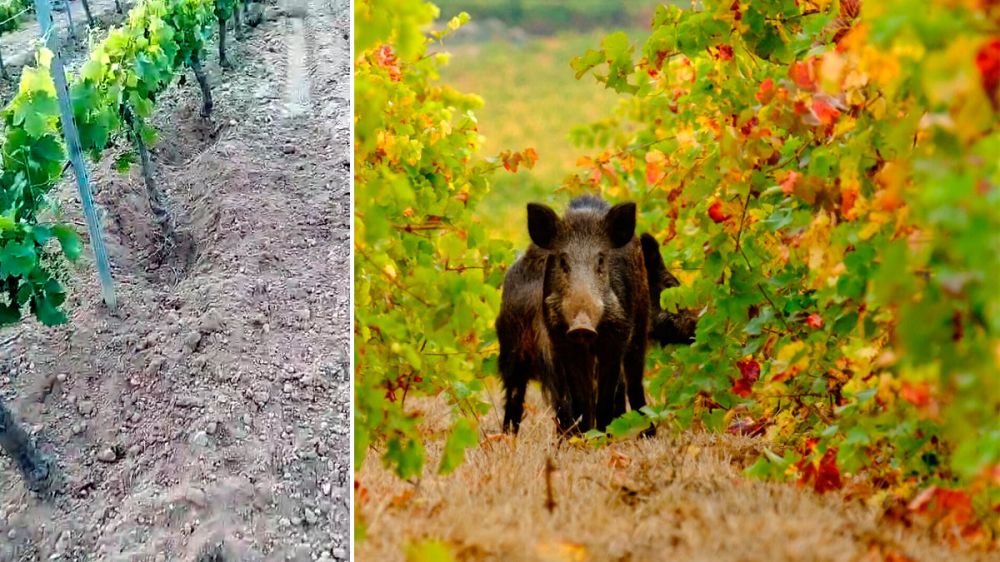 Los jabalíes ponen en peligro la cosecha de uva en la Comunidad Valenciana 