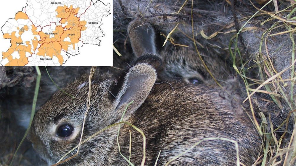 Emergencia cinegética en Lérida: el conejo se controlará con trampas, capturas nocturnas y equipos especiales de cazadores