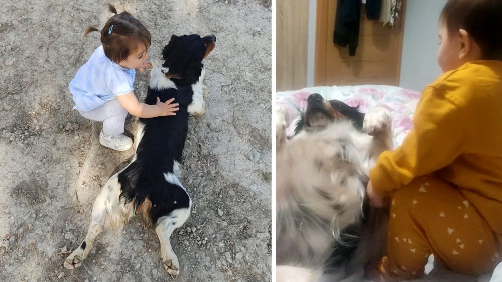 Un perro de caza le ayuda a cambiarle los pañales a su hija