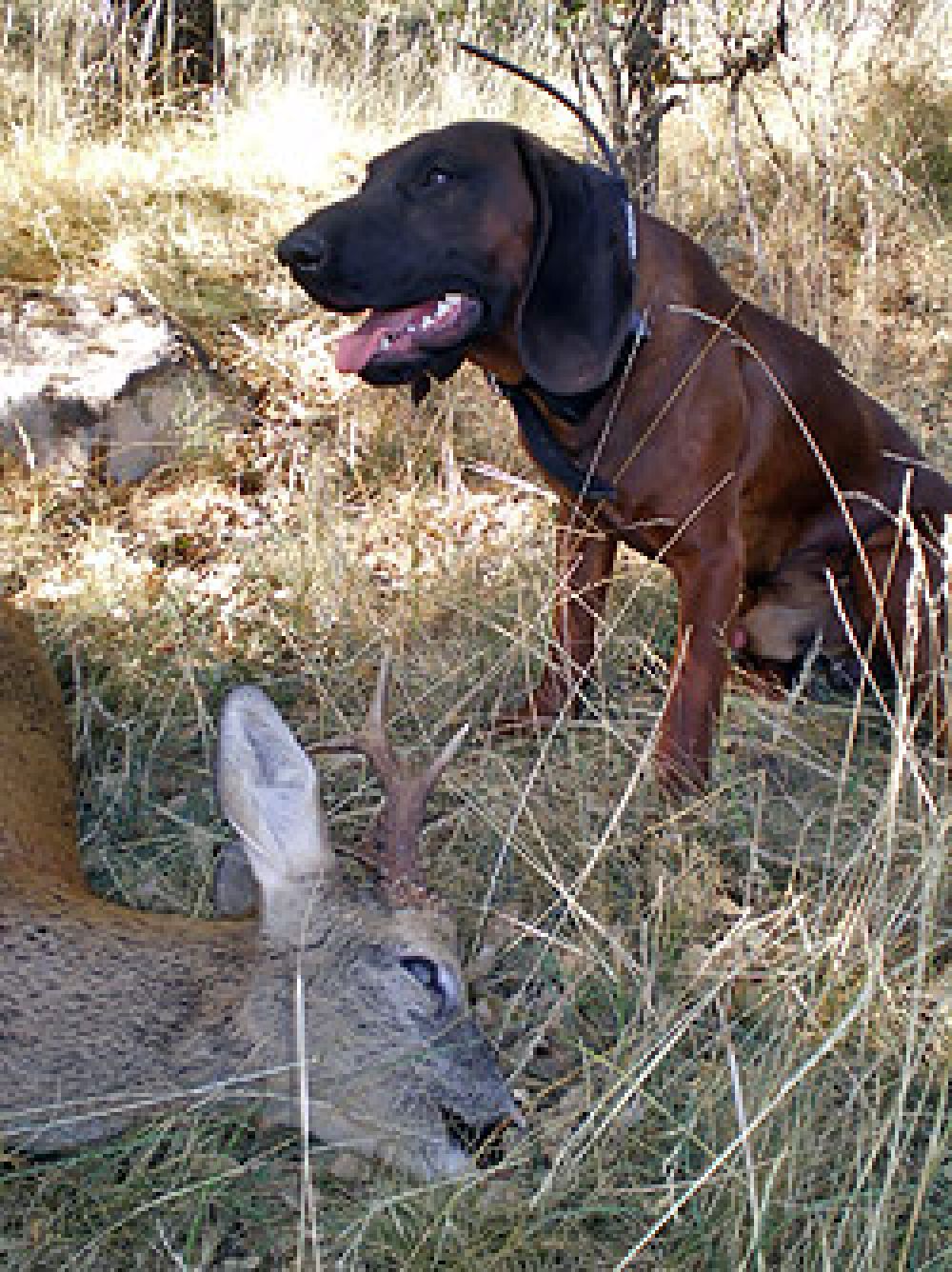 Curso Básico de Rastreo con perro de sangre