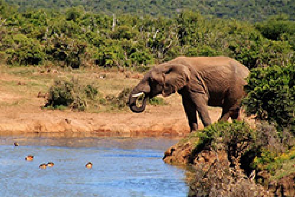 La Unión Europea prohíbe la importación de trofeos de caza de elefantes de Tanzania y Mozambique