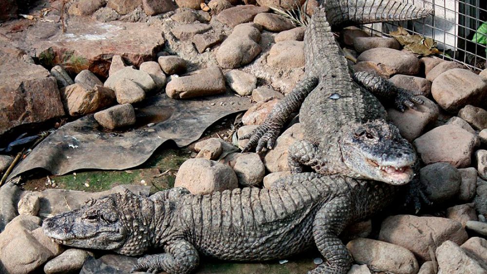 Detenido un turista chino por patear a un cocodrilo en peligro de extinción