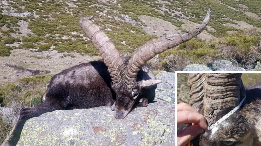 Cazan en Extremadura un macho montés récord que está entre los de mayor grosor de base de cuerno de la historia