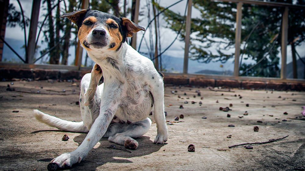 Es temporada de garrapatas y esto es lo que tienes que saber para proteger a tus perros