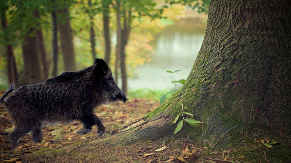 Un jabalí choca de frente con un árbol mientras huye de los perros