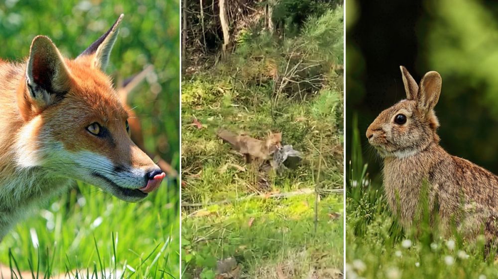 La Federación de Caza de CLM, en contra de la prohibición de la caza del zorro por la declaración de comarca de emergencia cinegética