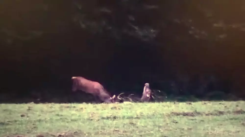 Lo mata a cornadas: un ciervo encelado acaba con su rival de la forma más violenta