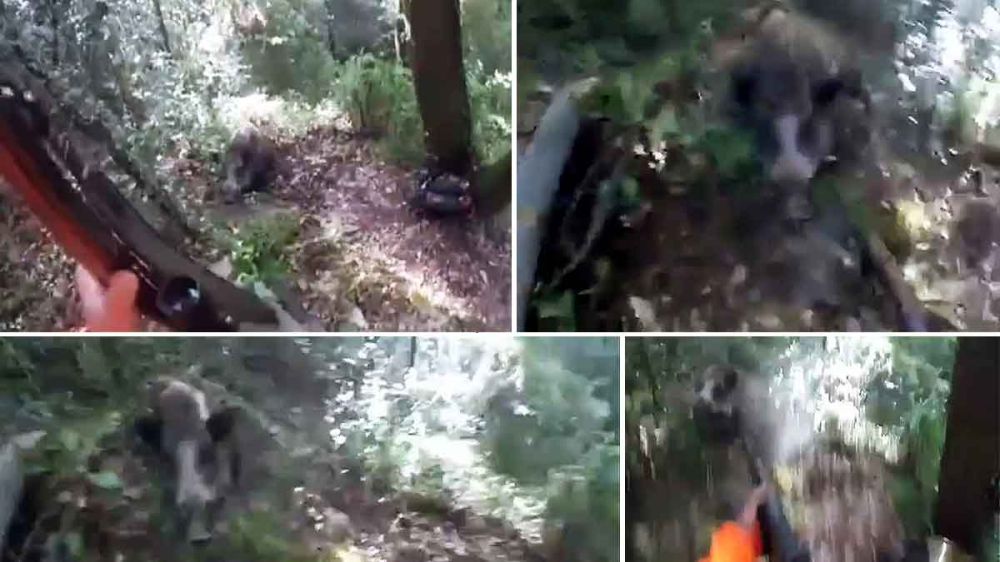 A cañonazos con un jabalí que ataca a un cazador catalán tras encajar tres disparos 