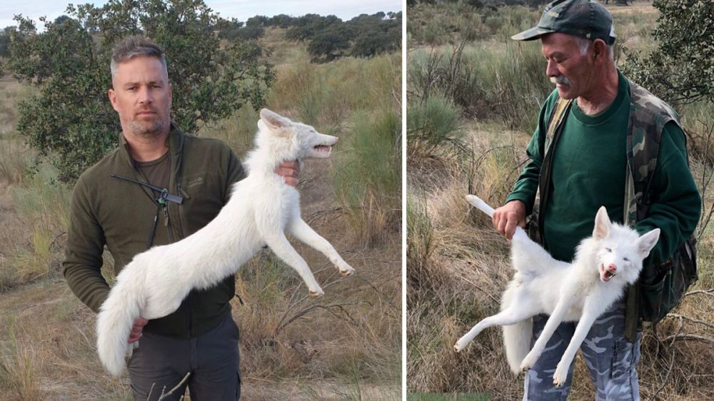 Cazan un extrañísimo zorro de pelo blanco durante una jornada de caza al salto