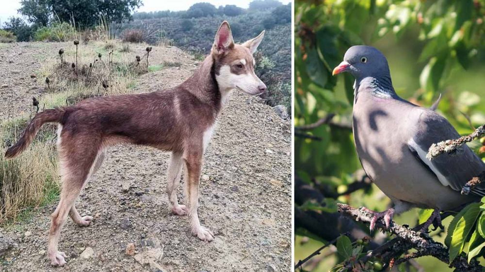 Un podenco orito detecta la presencia de una paloma en lo alto de un árbol y esta es su reacción