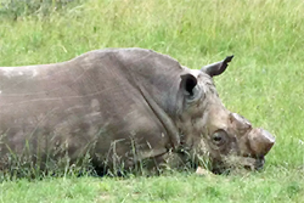 Sudáfrica planea permitir el comercio de cuernos de rinoceronte