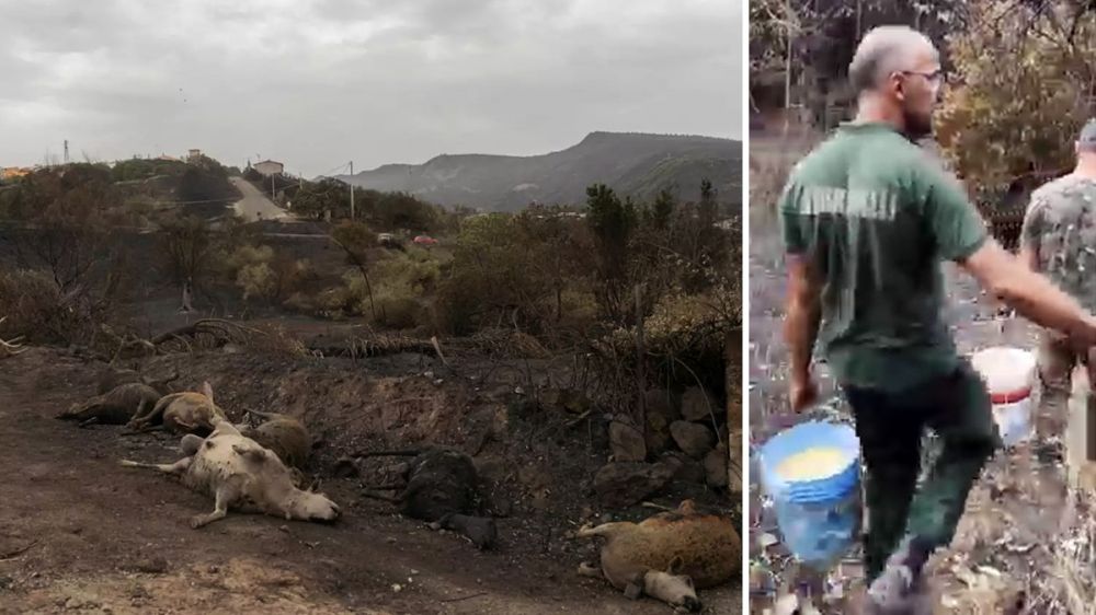 Los cazadores llevan alimento a los montes quemados cuando los animales más lo necesitan