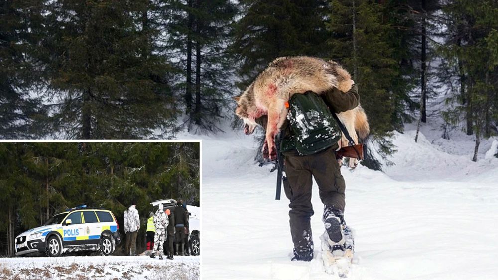 Un animalista intenta atropellar a un cazador de lobos en Suecia