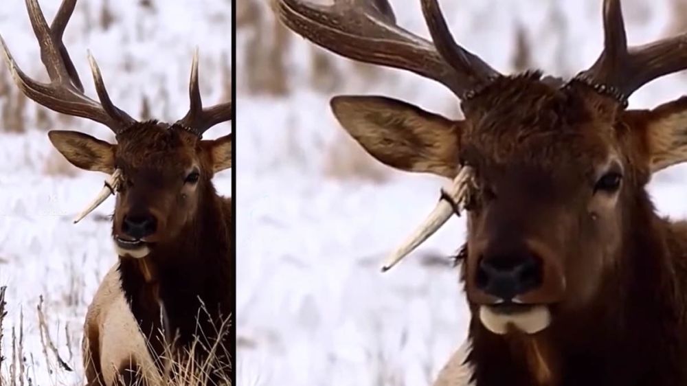 El impresionante vídeo de un ciervo con una cuerna incrustada en el ojo