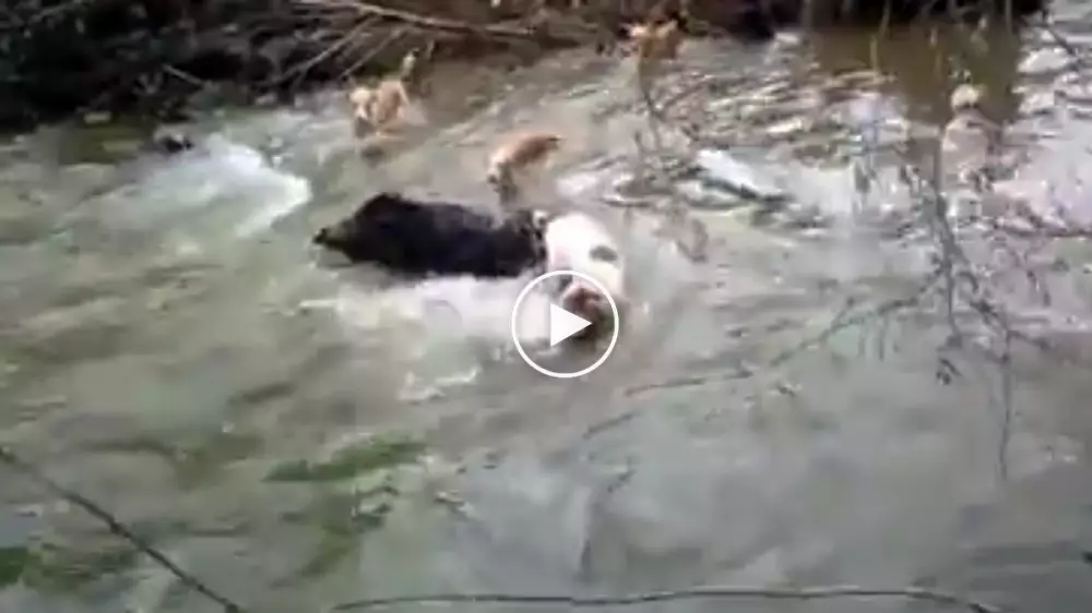 Vídeo: adrenalina en la peligrosa caza jabalinera con perros