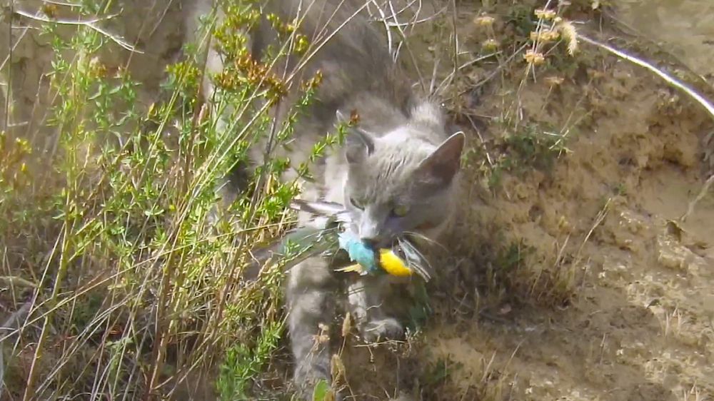 Graba cómo un gato caza un abejaruco que salía del nido tras alimentar a sus polluelos