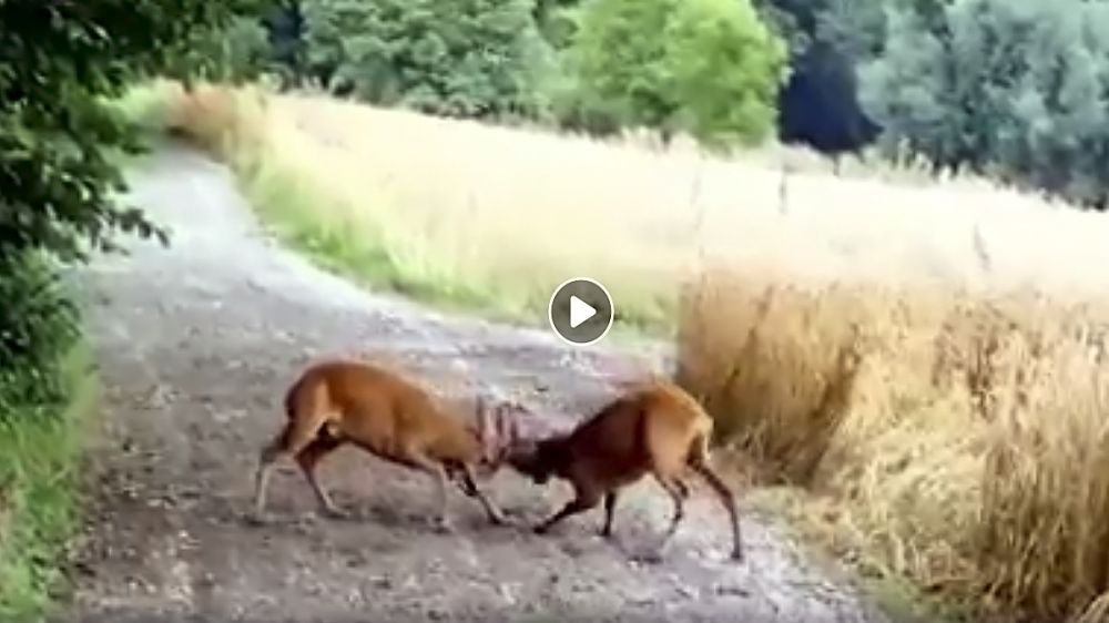Espectacular vídeo de dos corzos peleando