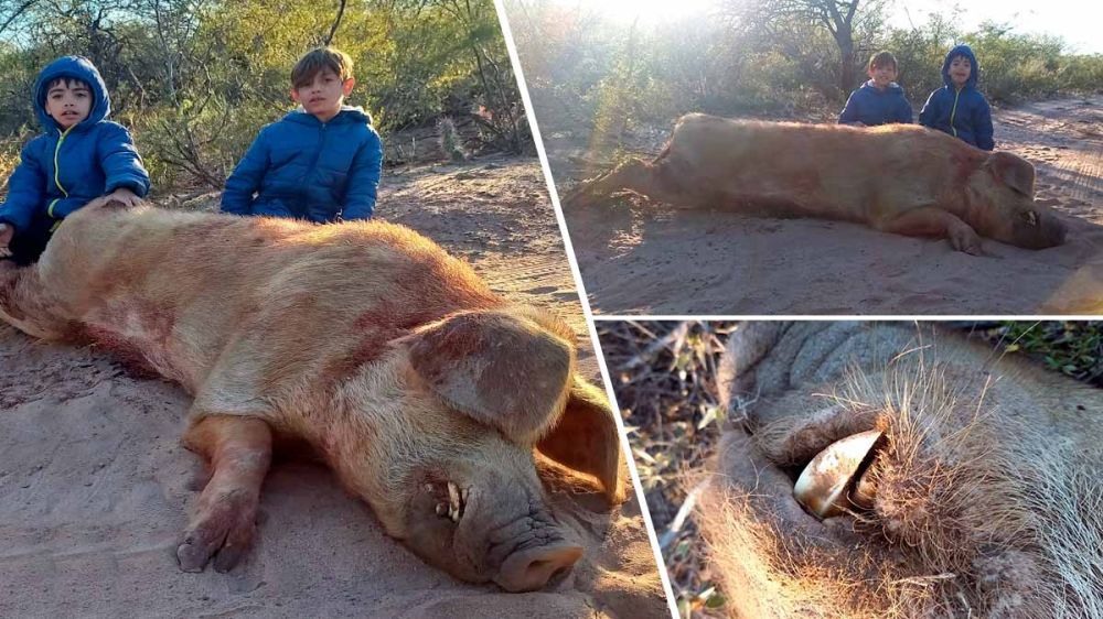 Caza de forma selectiva un cerdo asilvestrado con 260 kilos