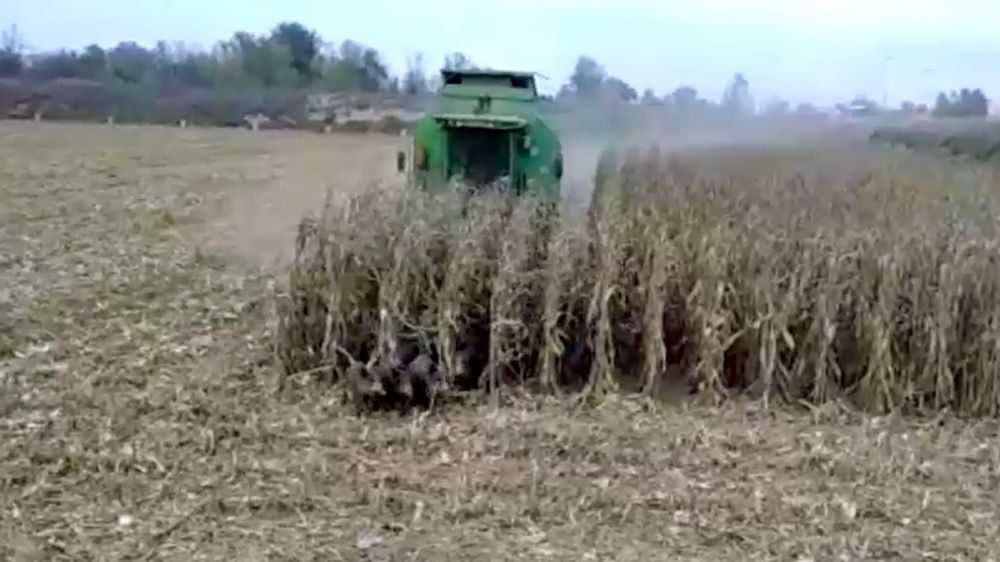 Un cazador espera que tres jabalíes salgan de un cultivo de maíz mientras lo siegan para cazarlos