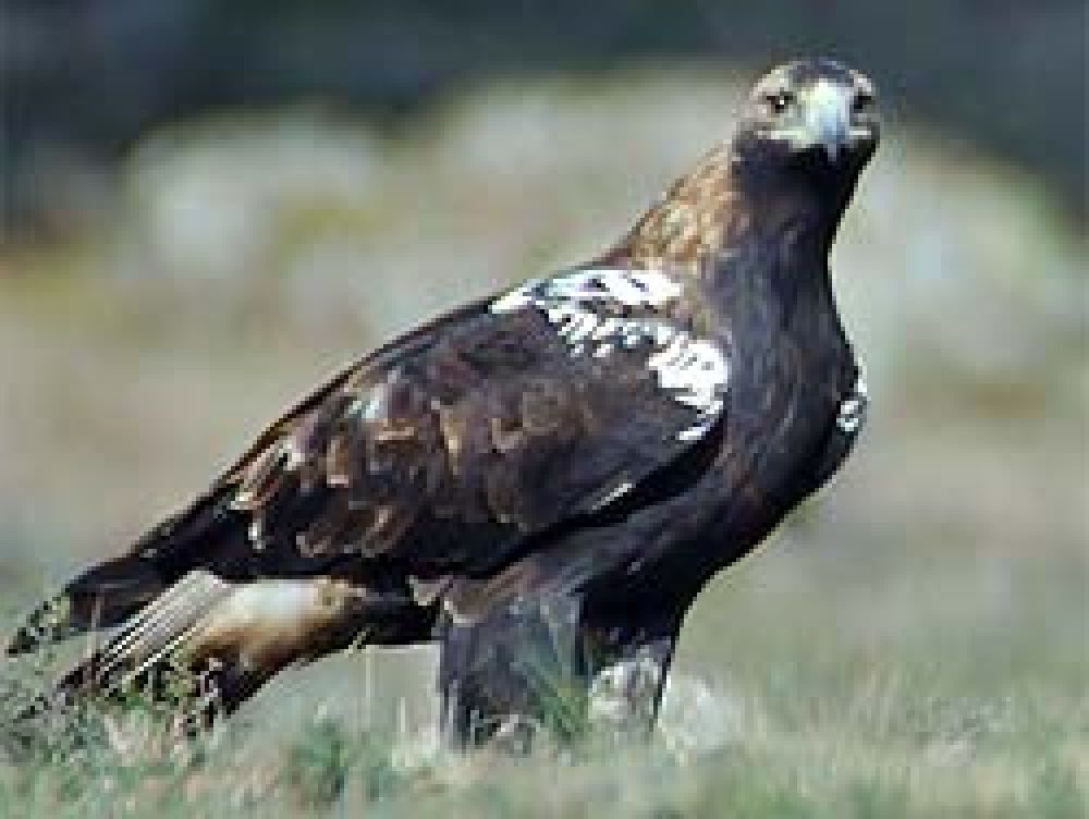 Madrid quiere aumentar en un 30% la población del águila imperial en diez años