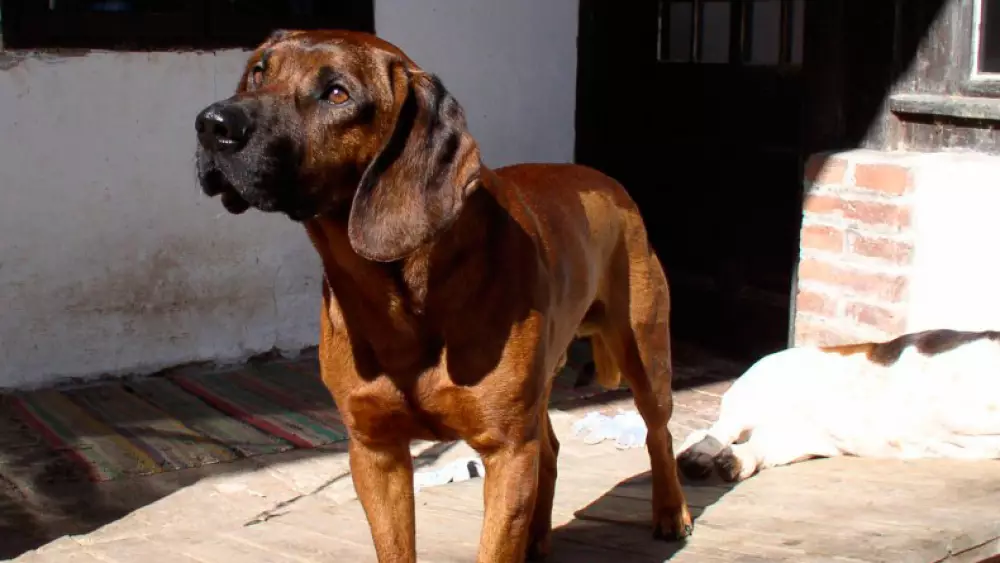 Pierde su licencia de armas tras ser disparado por su perro