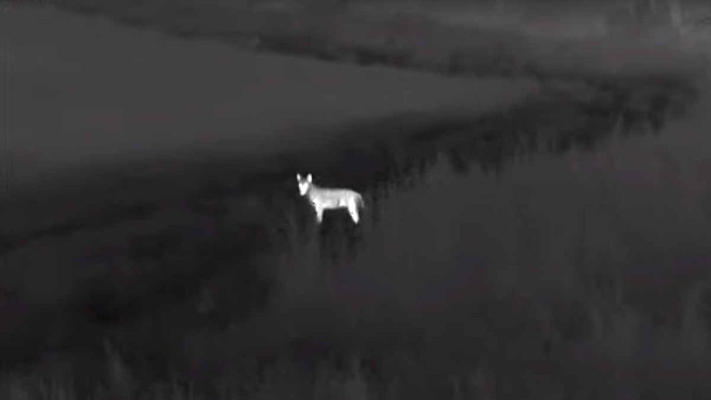 Un lobo sigue el rastro del jabalí que acaba de abatir un cazador en una espera por control de daños a la agricultura