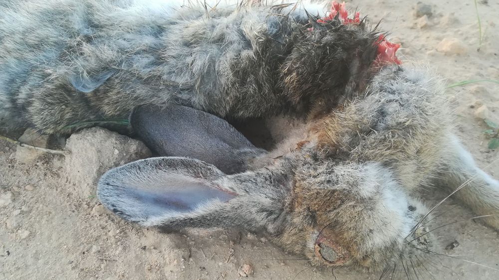 Denuncian a un agricultor por colocar raticidas para matar a los conejos