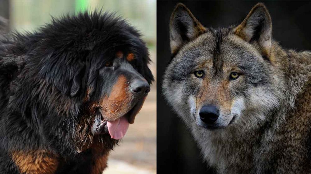 Ni el perro más poderoso del mundo puede contra dos lobos: un mastín tibetano es cazado y arrastrado por los depredadores