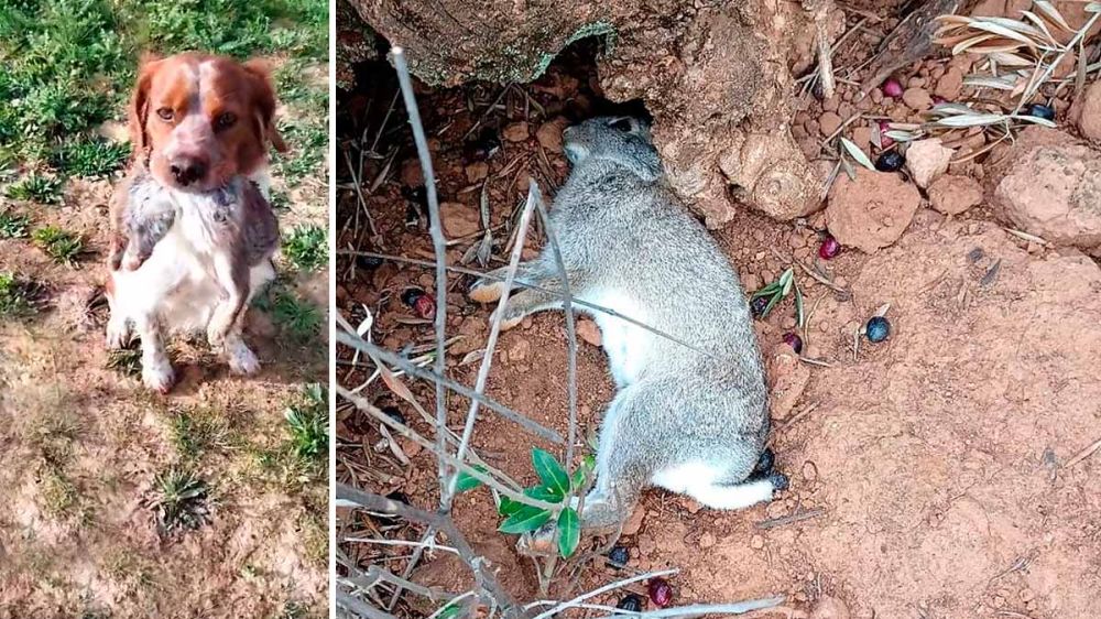 Devastadoras imágenes de conejos muertos en Sevilla a causa de la NHV y la mixomatosis