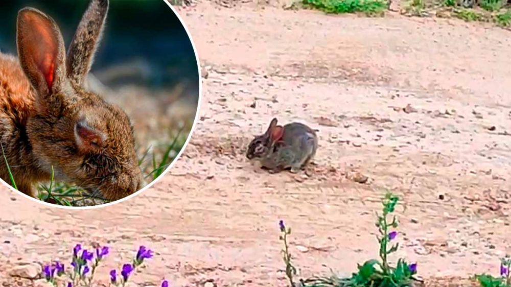 Siete décadas después de su aparición, la mixomatosis continúa matando conejos en España, este año meses antes