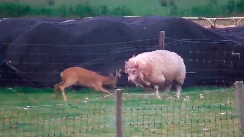 Brutal pelea entre un joven corzo y un carnero