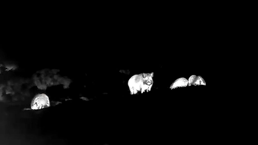 Un cazador graba con una cámara de visión térmica decenas de jabalíes arrasando una zona de cultivos en plena noche
