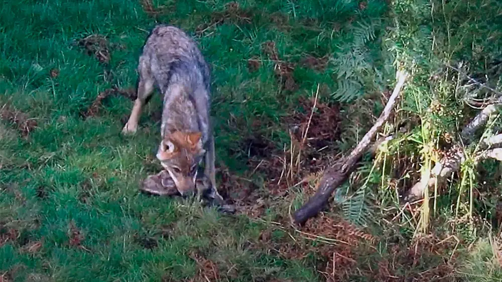 Canibalismo entre lobos ibéricos: devoran a un miembro de la manada