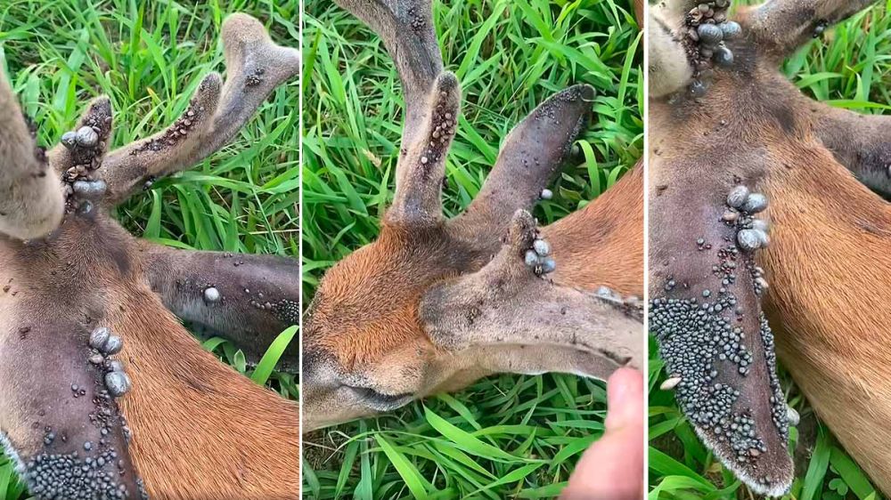 Garrapatas hasta en sus cuernas: atropellan a un ciervo infestado de parásitos