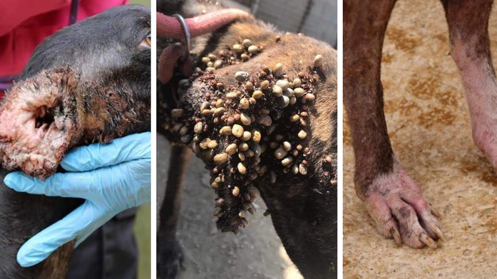 Perros enfermos, desnutridos y plagados de garrapatas: la verdad de la protectora de animales de los horrores