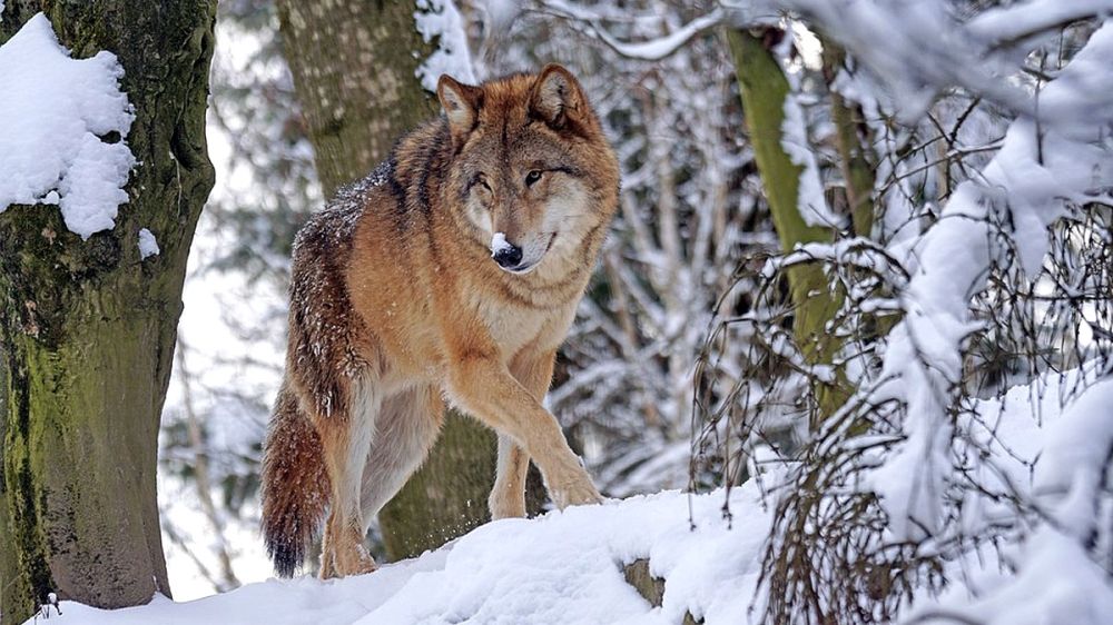 Suecia protege a la ganadería y autoriza a los cazadores a abatir 75 lobos