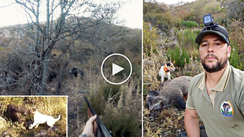 Espectacular lance de caza del jabalí con un pequeño terrier