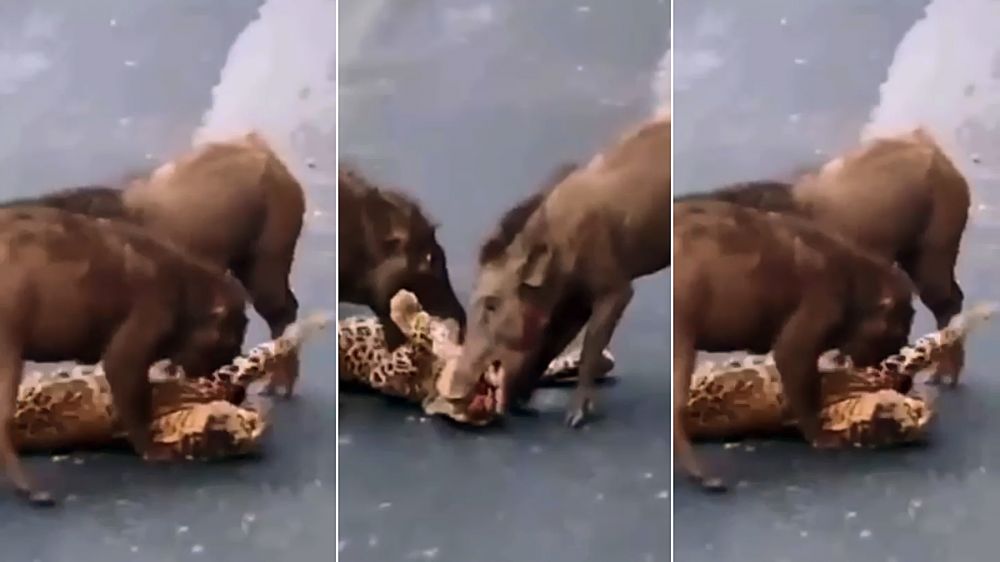 El mundo al revés: tres jabalíes matando a un leopardo