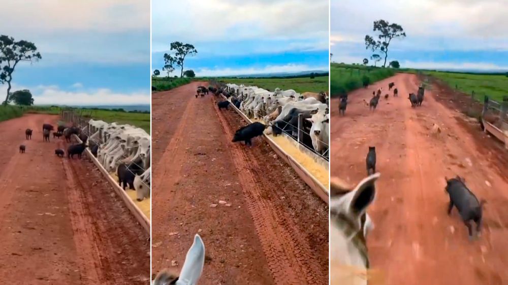 Un ganadero descubre una piara de jabalíes robando la comida de sus vacas y comienza una frenética persecución