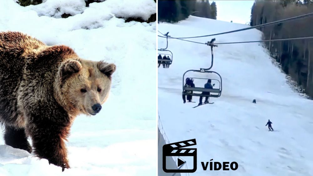 Un oso persigue a un esquiador que desciende por una pista