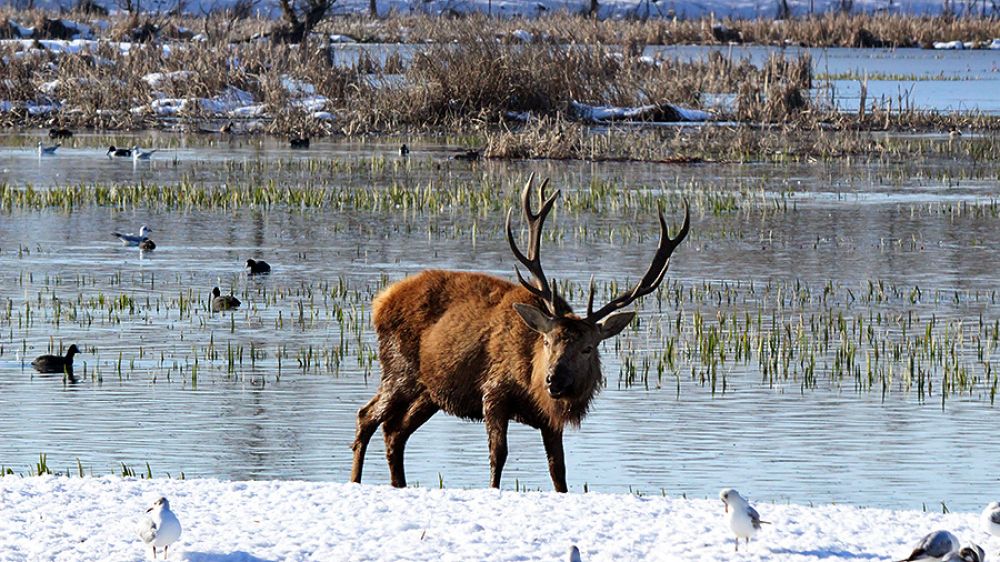 Las grandes nevadas y los golpes de frío seguirán matando muchos ciervos