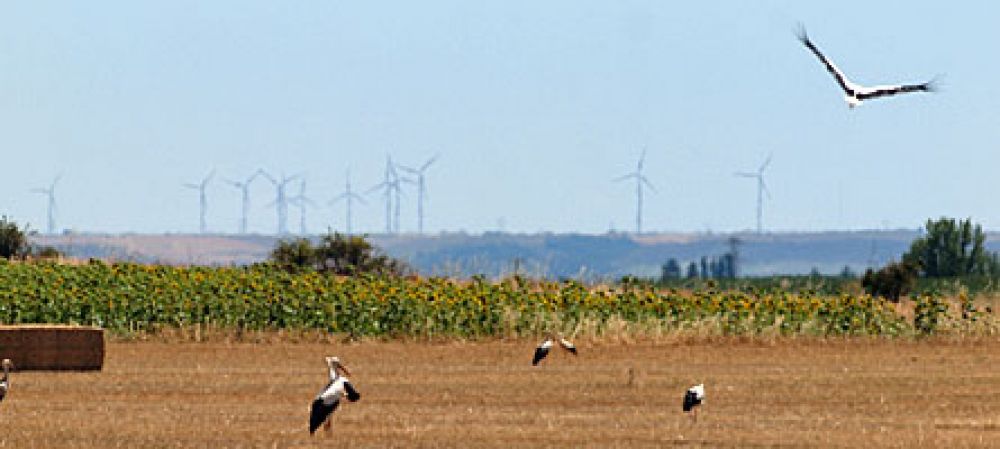 Las cigüeñas engullen nidos y pollos como del resto de las aves